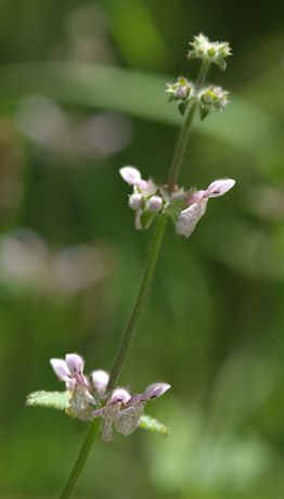 2010-05-16_48 Hedge Nettle TN.jpg - 27540 Bytes